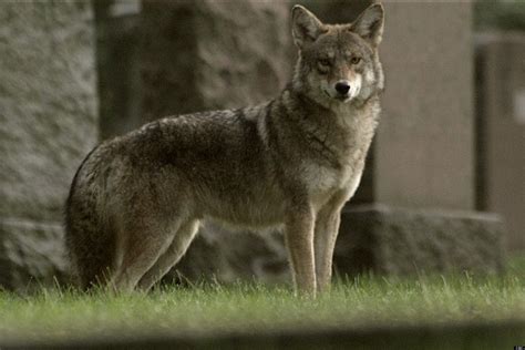 what is coywolf